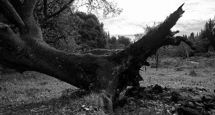 Giovanni Pascoli - La quercia caduta