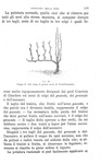 Garelli - Manuale di viticoltura, 1872 e La coltivazione della vite in Italia, 1870 (prime edizioni)