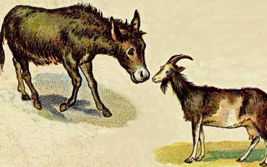 Esopo - La capra e l'asino