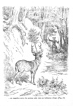 Rudolf Erich Raspe - Avventure del barone di Munchausen illustrate da Gustave Doré - inizi Novecento Rudolf Erich Raspe - Avventure del barone di Munchausen illustrate da Gustave Doré - inizi Novecento