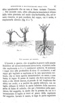 Garelli - Manuale di viticoltura, 1872 e La coltivazione della vite in Italia, 1870 (prime edizioni)
