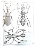 Le scienze nel Seicento: Francesco Redi - Opere - Napoli 1778 (con 34 belle tavole incise in rame)