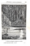 Jules Verne - Ventimila leghe sotto ai mari - Milano, Tipografia Lombarda 1875 (con 104 xilografie)