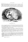 Charles Darwin - Variazione degli animali e delle piante - Torino 1876 (prima edizione italiana) Charles Darwin - Variazione degli animali e delle piante - Torino 1876 (prima edizione italiana)