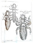 Le scienze nel Seicento: Francesco Redi - Opere - Napoli 1778 (con 34 belle tavole incise in rame)