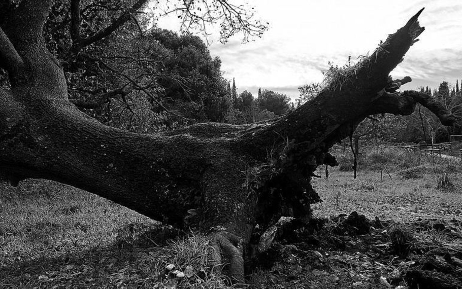 Giovanni Pascoli - La quercia caduta